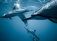 hth：健康、信任、和谐的生活之道